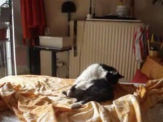 chat fait sa toilette