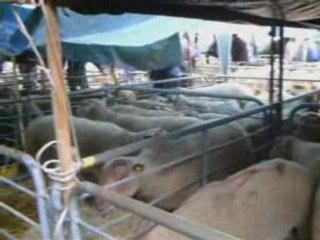 La Foire ovin des Moutons a BELLAC (87)