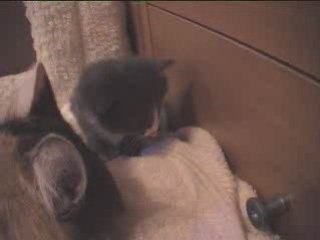 Les chatons à 3 semaines