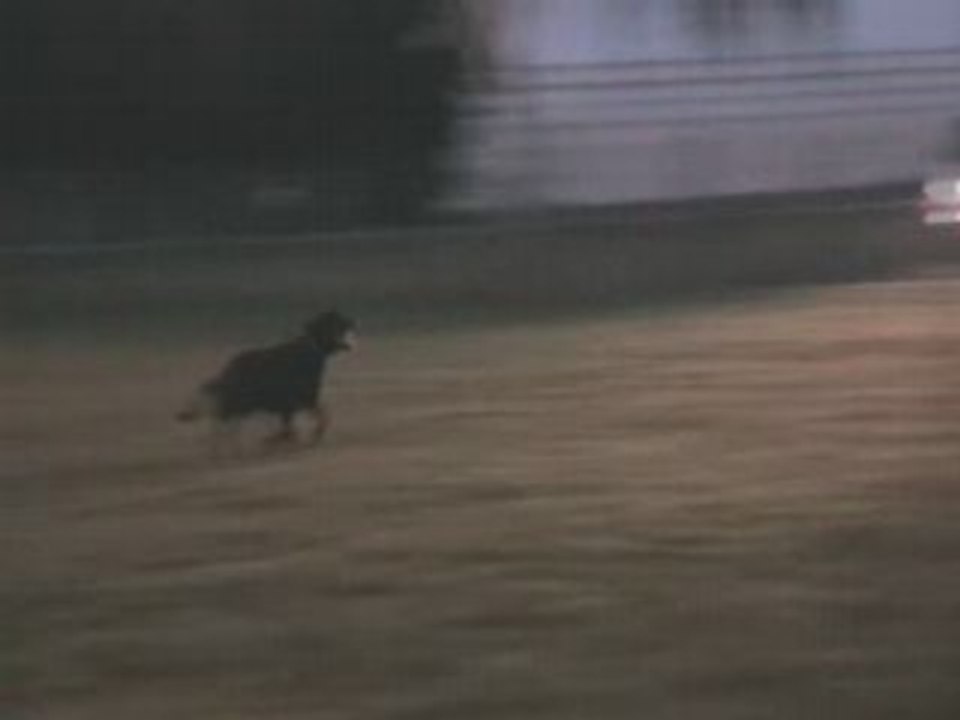 Entraînement en Allemagne de Véma 04