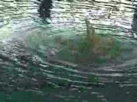 Duo 2 Aix Natation Synchronisée N1 junior 2008