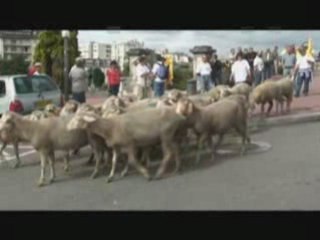 Les moutonniers manifestent à Limoges