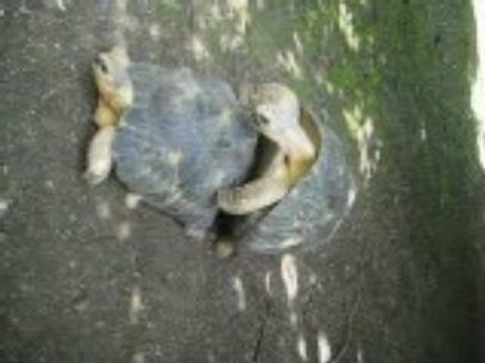 couple de tortues a Amneville