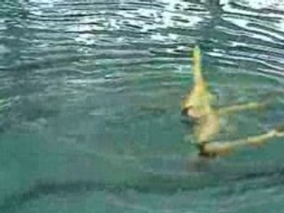 Duo 2 Strasbourg Natation Synchronisée N1 junior 2008