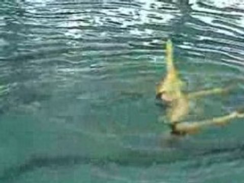 Duo 2 Strasbourg Natation Synchronisée N1 junior 2008