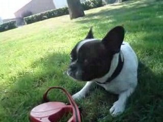 dogue français Churchill aout 2008 073