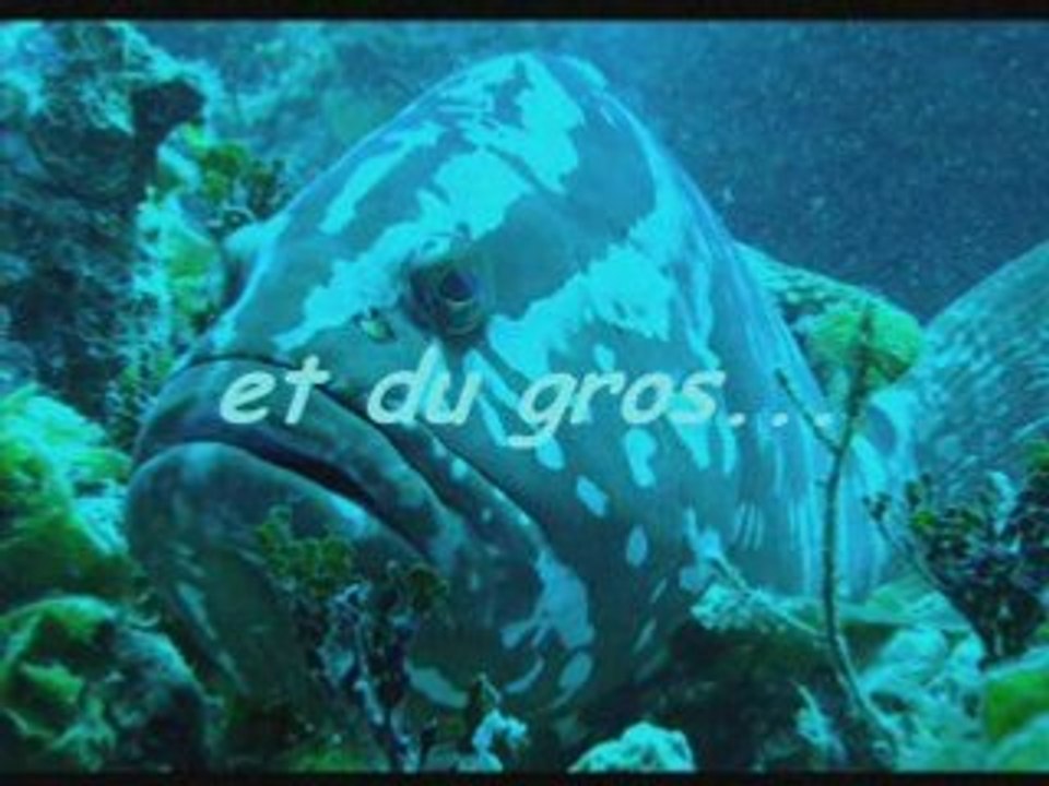 plongée aux Bahamas