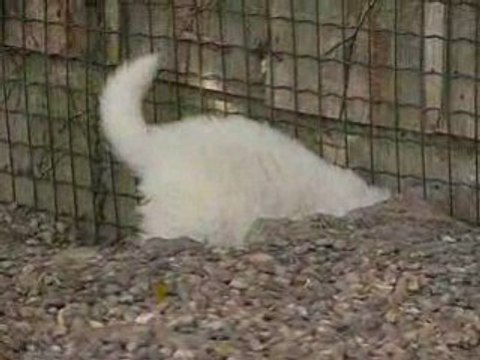 Chiot patou du Haras de Chante-Neige