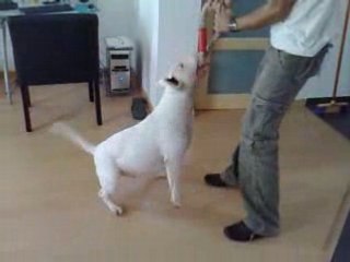 bull terrier s amuse