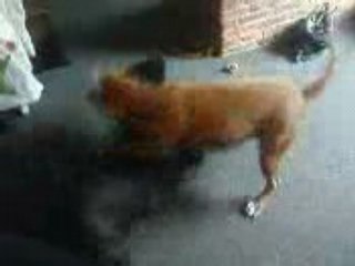 akita vs capone acte 2