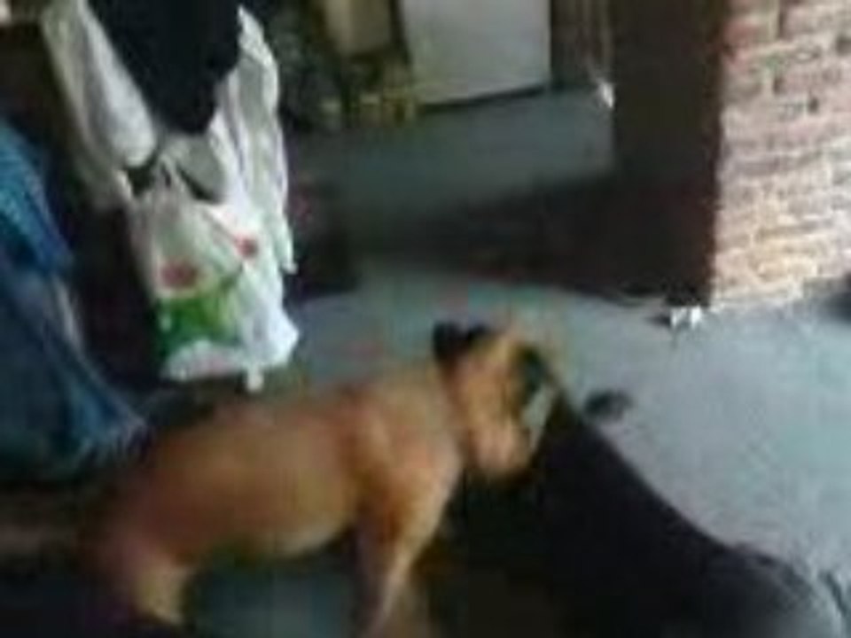 akita vs capone acte3