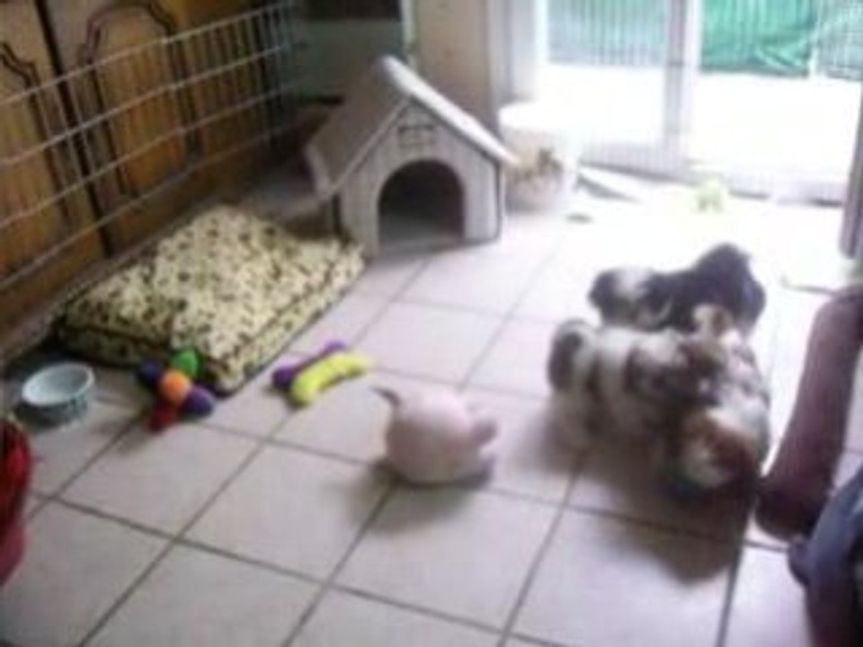 les bebes de shania  le 5 septembre 2008