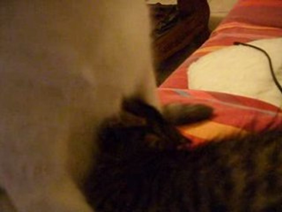 Dernière tétée de Câline 2