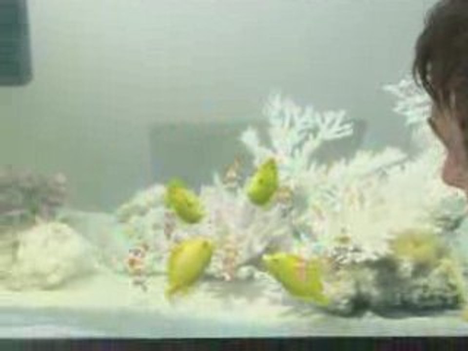 drole de facon de nourrir les poissons