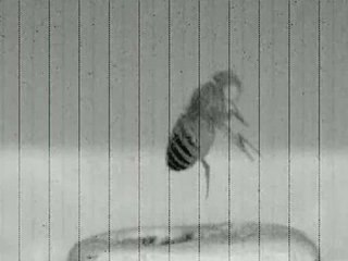 Pourquoi c’est si difficile d’attraper une mouche