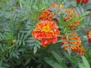 Stopbeton: Sauvons les moustiques??