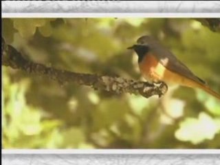 Le rougequeue à front blanc