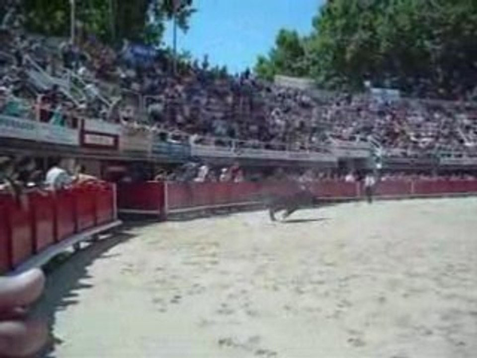 lacher de taureaux