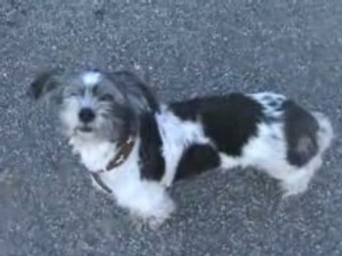 Et nos amis les chiens