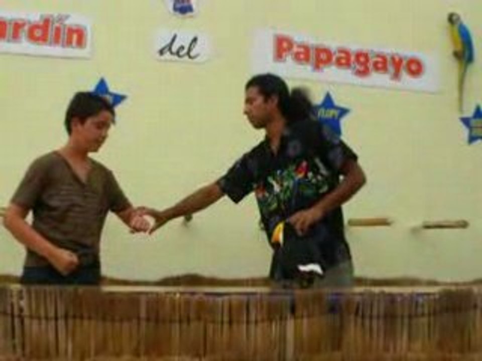 Papagayo en Peniscola