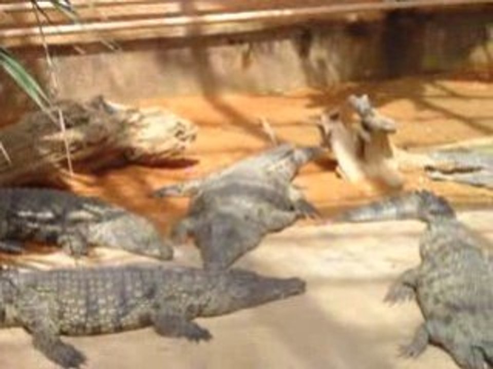 grocrodiles