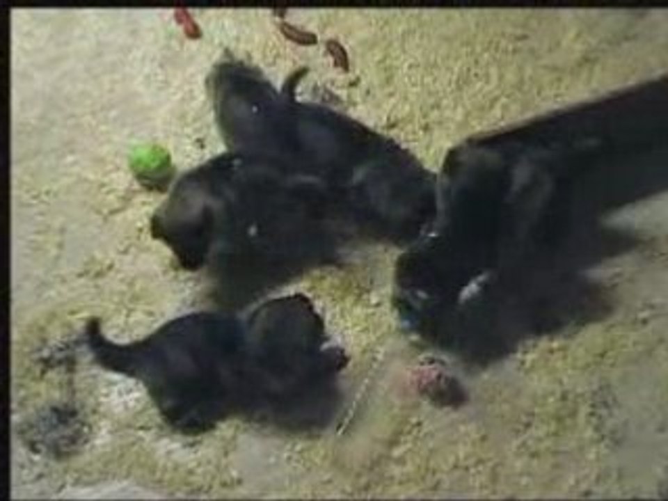 chiots vodka le 5 septembre 2008