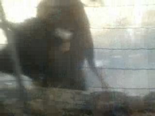 08.08.09 santulhao as vacas (2)