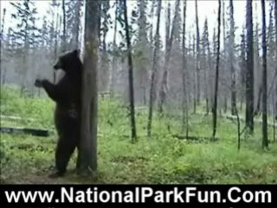 Yellowstone national park