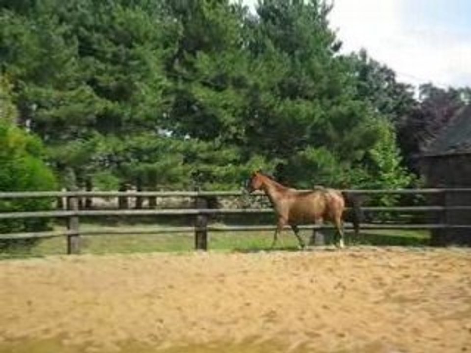 petit trot chayton