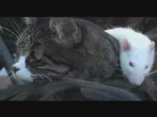 The Dog the Cat and the Rat