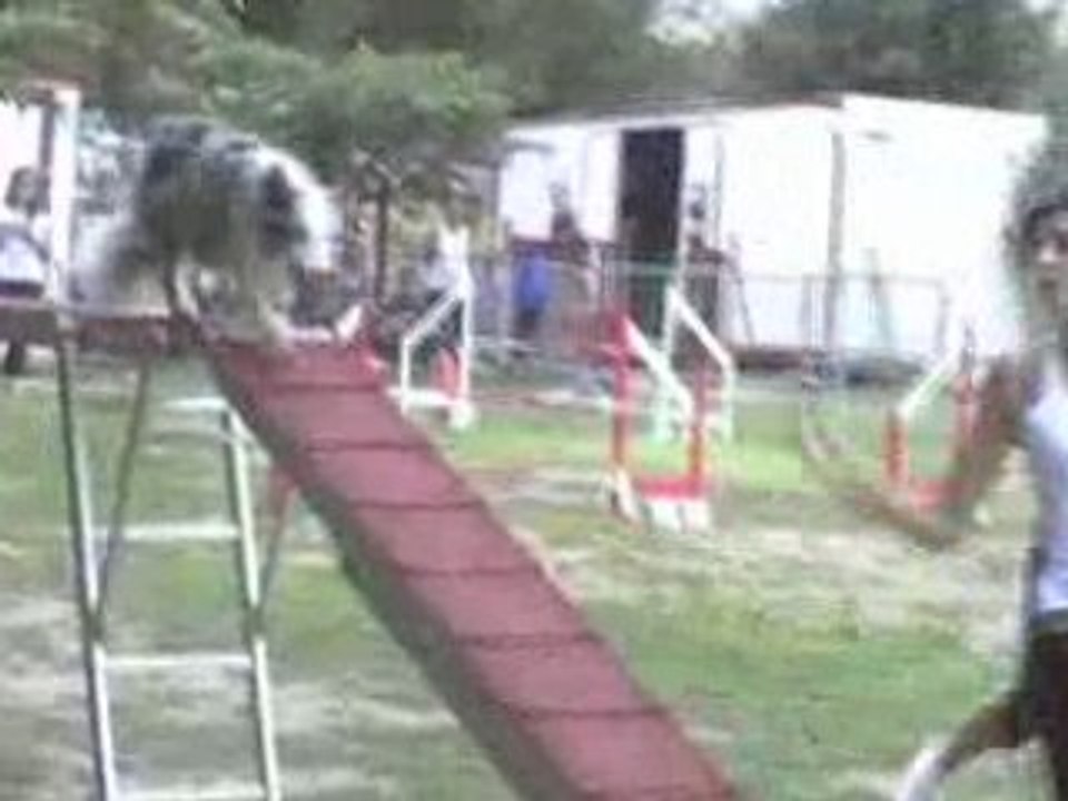 Artéïs, concours d'agility TVA 31/08/08