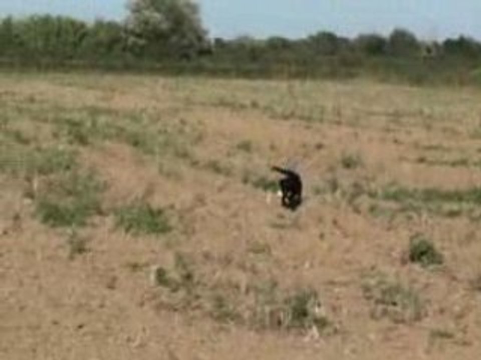 Bess Caline rapport terre août 08 Mazet de la Crau