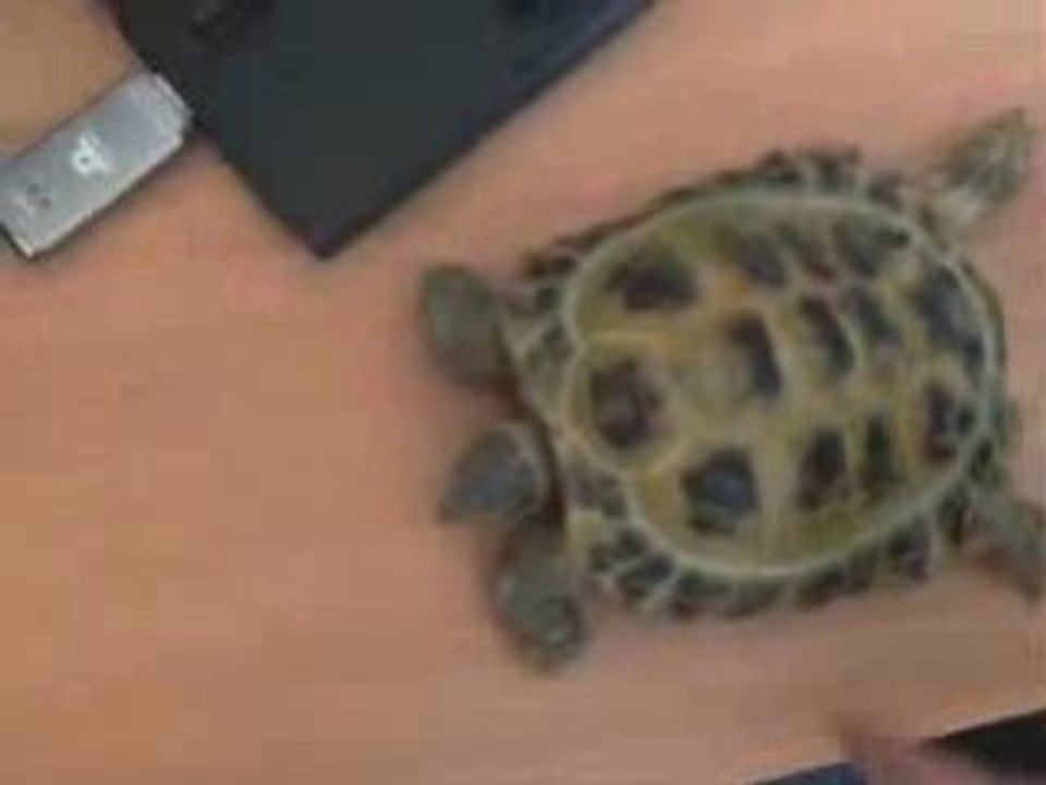 Tortue USB