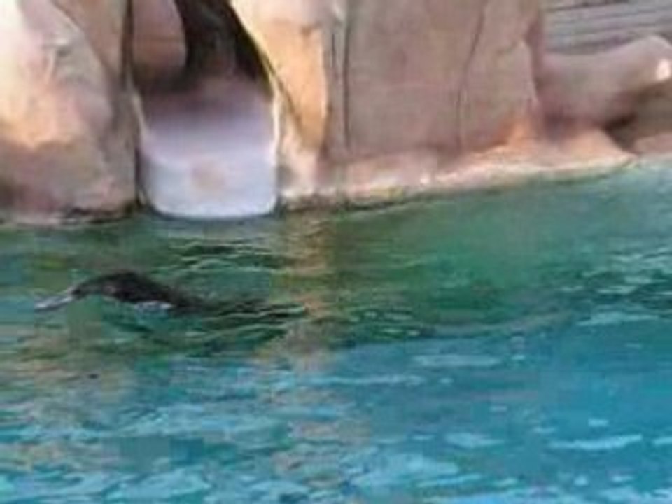 Bébé et les otaries