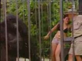 vidéo gag dans la cage au gorille