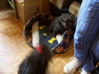 Jeux de chiens