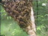histoire des abeilles tueuses