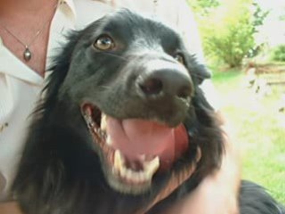 Why Does My Dog Wolf Down His Food?