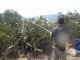 Cueilleurs de figues de barbarie à Beni Ouarsous