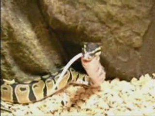 repas de pit le python