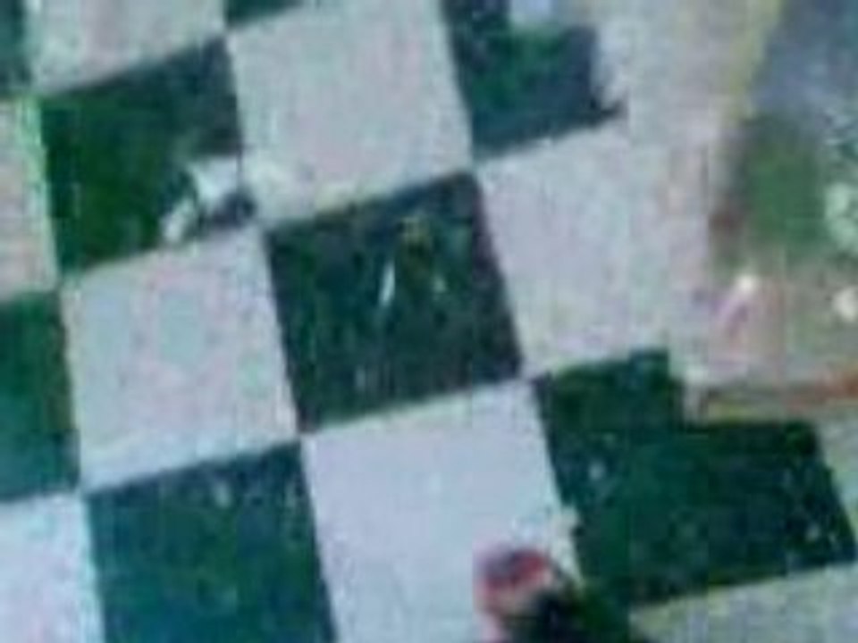 Un chat qui fait des travaux