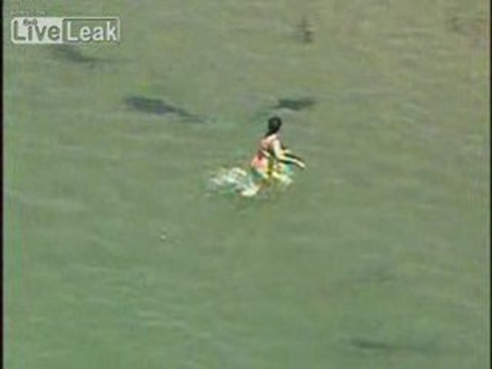 Folle nage au millieu des requins