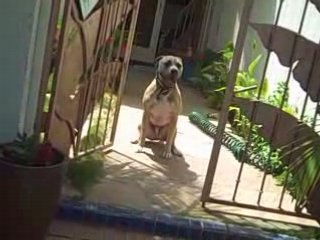 Dog Training From Home Saftey Methods