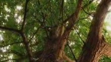 L'Arbre miracle Documentaire 1/5