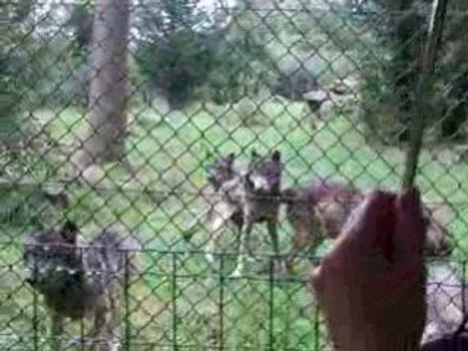 Le repas des loups