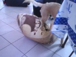 Dubai et son coussin