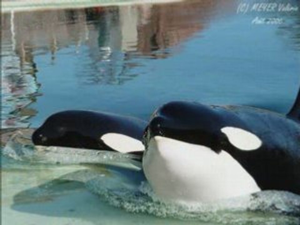 Marineland lily