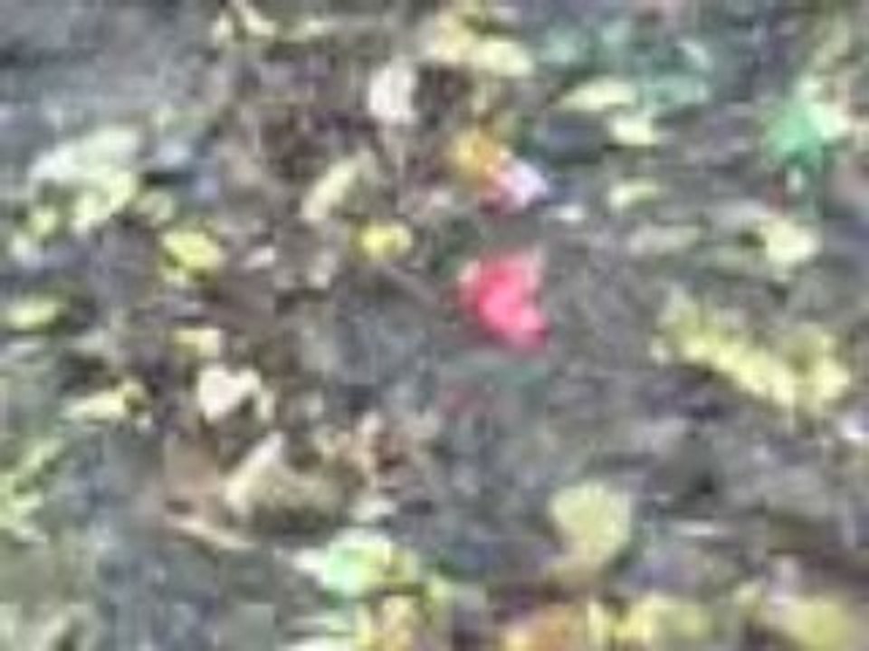 Vidéo 0166