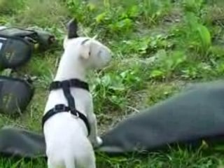 bull terrier