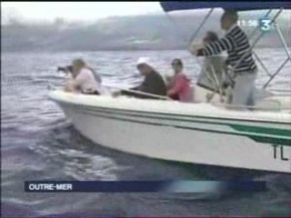 Retoure de baleine au large de la réunion outre mer